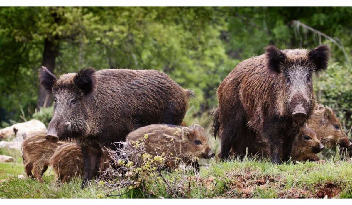 Chasse en forêt